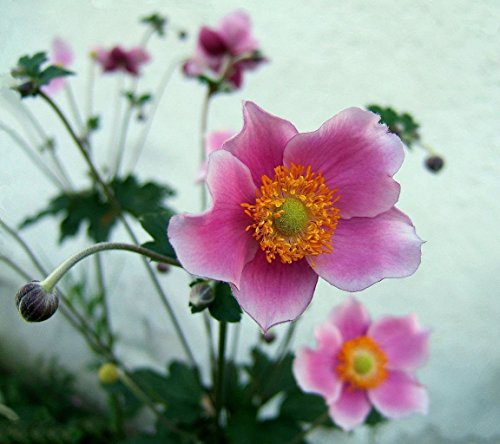 10 Semillas de la anémona chinos, japoneses Thimbleweed, Anemone hupehensis