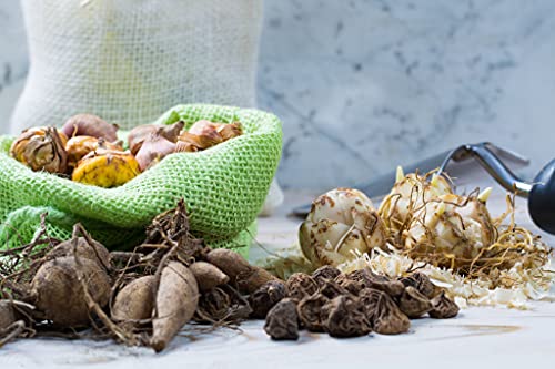 10x Bulbos de Crocus Azafrán Bulbos de Flores Primavera Bulbos de Azafrán Crocus Bulbos de Jardín Negro Boy