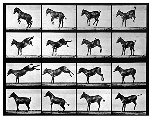 Animals In Motion (Dover Anatomy for Artists)