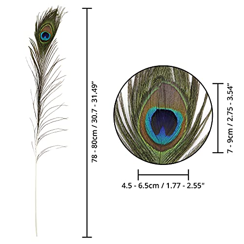 BELLE VOUS Plumas de Pavo Real Natural (Pack de 20) 78 – 80 cm - Plumas Manualidades Largas para Bodas, Fiestas, Festividades y Decoraciones para el Hogar