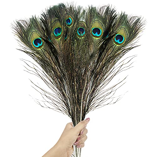 BELLE VOUS Plumas de Pavo Real Natural (Pack de 20) 78 – 80 cm - Plumas Manualidades Largas para Bodas, Fiestas, Festividades y Decoraciones para el Hogar