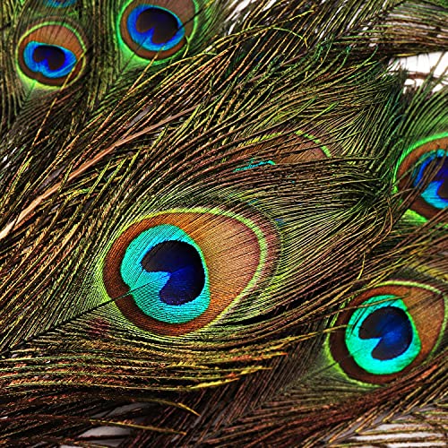 BELLE VOUS Plumas de Pavo Real Natural (Pack de 20) 78 – 80 cm - Plumas Manualidades Largas para Bodas, Fiestas, Festividades y Decoraciones para el Hogar