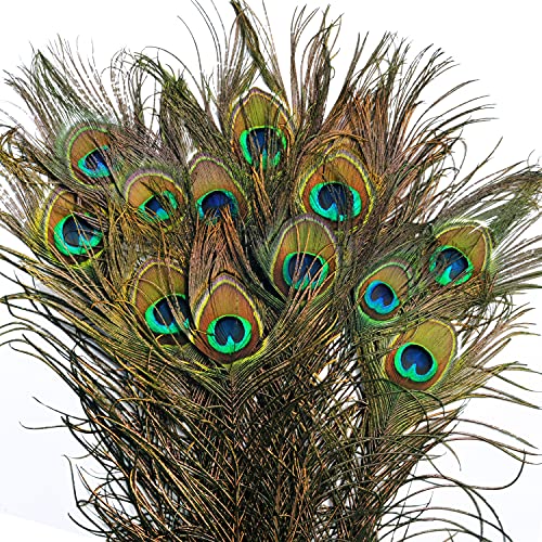 BELLE VOUS Plumas de Pavo Real Natural (Pack de 20) 78 – 80 cm - Plumas Manualidades Largas para Bodas, Fiestas, Festividades y Decoraciones para el Hogar