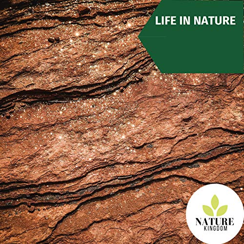 Birds Feasting at Tropical Lands