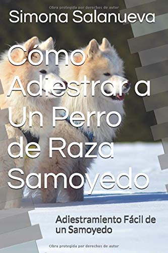 Cómo Adiestrar a Un Perro de Raza Samoyedo: Adiestramiento Fácil de un Samoyedo