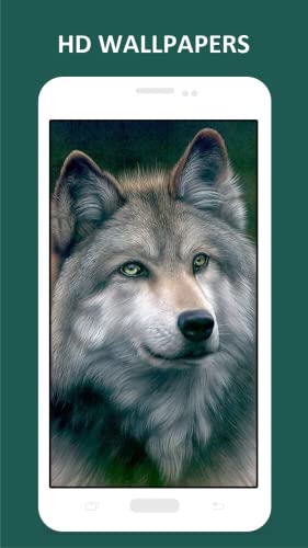 Cool Wolf HD Wallpapers