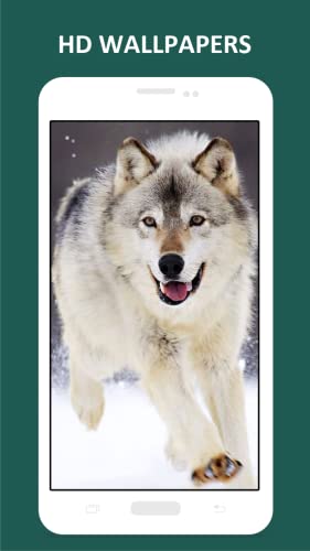 Cool Wolf HD Wallpapers