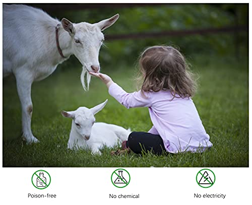 Elbe Safe Trampa para capturar Animales Vivos, 79 x 29 x 32cm, sin Productos químicos, sin Riesgo de lesión, Apta para Interiores y Exteriores