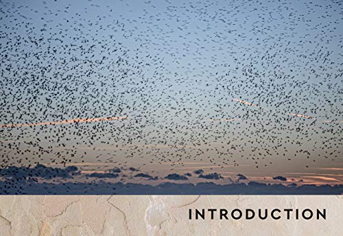 Grounded: How Connection with nature can improve our mental and physical wellbeing