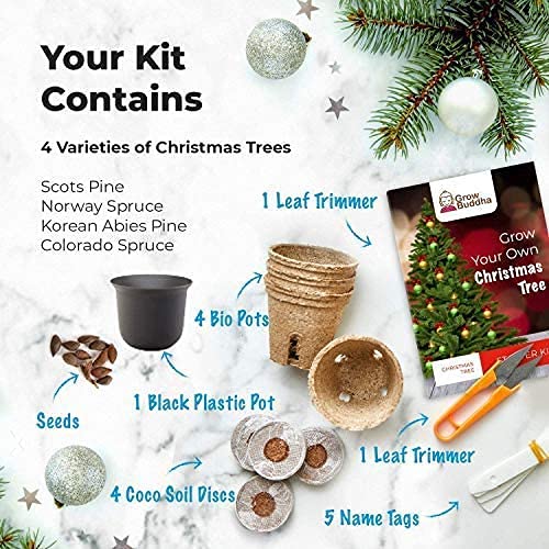 Grow your own Christmas tree 4 different types of Christmas tree at home - Tree growing starter kit for beginners with full instructions - Christmas gift kit