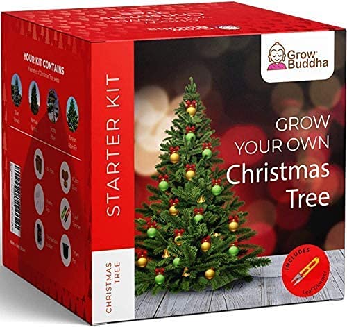 Grow your own Christmas tree 4 different types of Christmas tree at home - Tree growing starter kit for beginners with full instructions - Christmas gift kit