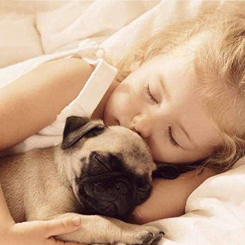 LHQ-HQ Mira enrollador for Relojes automáticos del Reloj Duradero Soporte de exhibición de Doble Reloj de Cuerda automática Case Memoria 2 de Pulsera