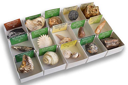 MINERALES Y FOSILES NANO Colección de 15 Fósiles del Mundo en Caja de Madera Natural - Fósiles Reales educativos con Etiqueta informativa a Color. Kit de Ciencia de Geología para niños.