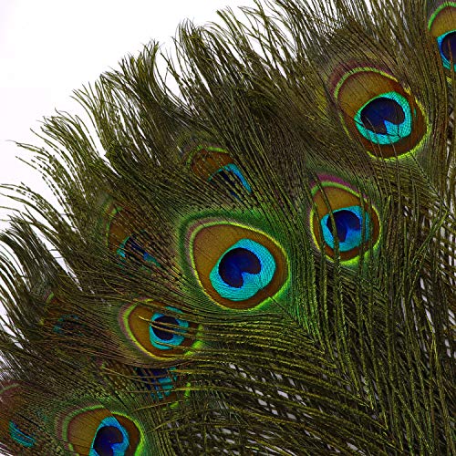 Mwoot 15pcs Plumas de Pavo Real Naturales, para la decoración del hogar DIY Jewelry Party Arte y más (28-32CM)
