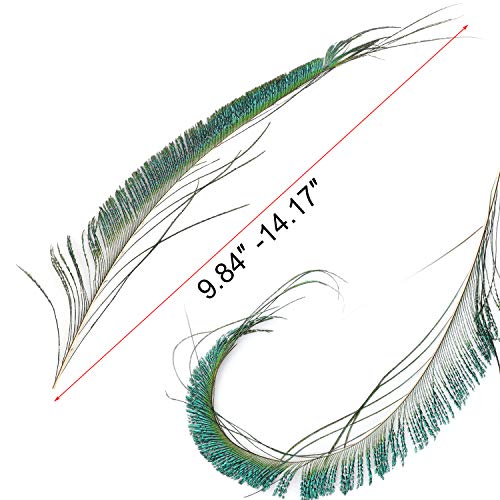 Mwoot 30pcs Natural Pavo Real Plumas de espada, Plumas de Pavo Real para la decoración del hogar DIY Jewelry Party Arte (25-35CM)
