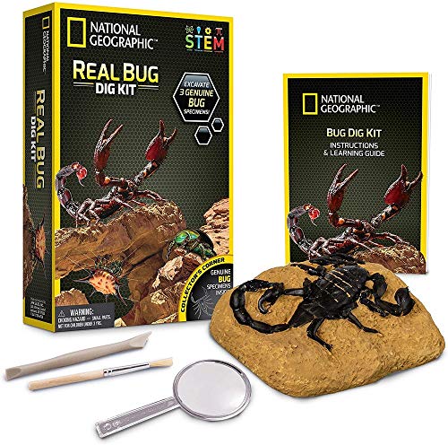 National Geographic- Excava y Descubre - Insectos, Multicolor (NGBUG) , color/modelo surtido