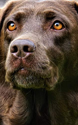 Notebook: Chocolate Labrador Retriever Dog Puppy 5" x 8" 150 Ruled Pages