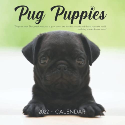 Pug Puppies 2022 Calendar: Beautiful Calendar with Large Grid for Note - To do list, Gorgeous 7x7'' Small Mini Calendar, Non-Glossy Paper