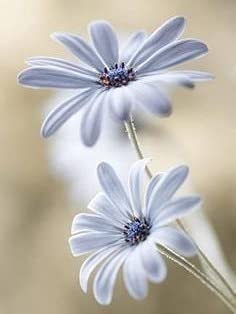 Rompecabezas de 1000 piezas para adultos Crisantemo Art rompecabezas de madera para adultos, bloque de construcción de juguetes educativos para niños A.6 1000 piezas