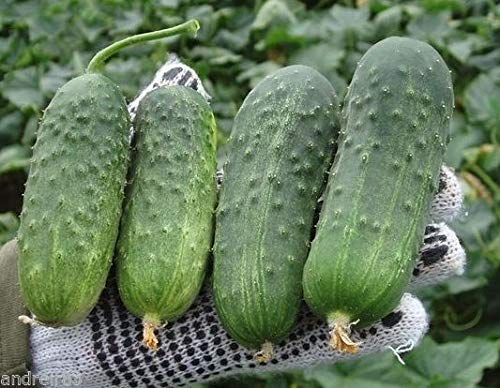 Semillas de Pepino Regal F1 Países Bajos - 30 Semillas