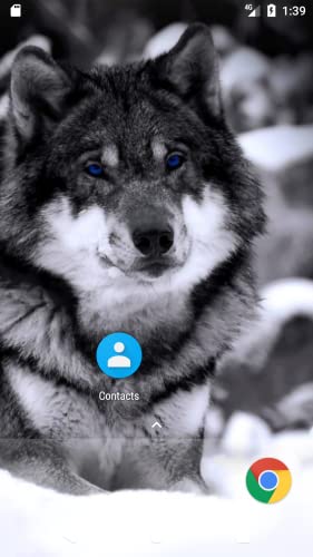 Snow Wolf And Bird HD FREE Wallpaper