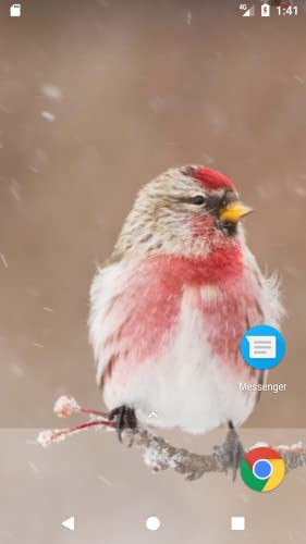 Snow Wolf And Bird HD FREE Wallpaper