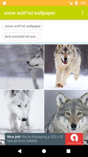 Snow Wolf And Bird HD FREE Wallpaper