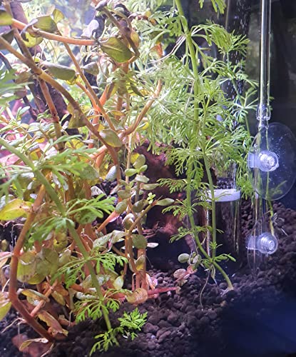 Steamer Mods Difusor de CO2 para plantas de acuario, Aquascape