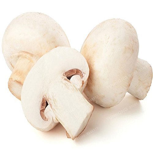 SwansGreen Big Sale 100 Pcs Delicious White Mushroom Seeds Green Vegetables Bonsai Seeds Very Easy To Grow For Home