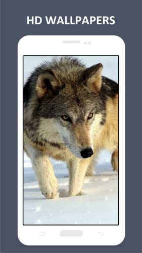 Wolf HD Wallpapers