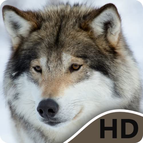 Wolf HD Wallpapers