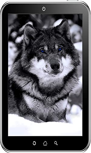Wolf Wallpaper HD