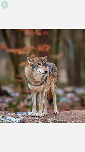 Wolf Wallpaper HD 4K Free