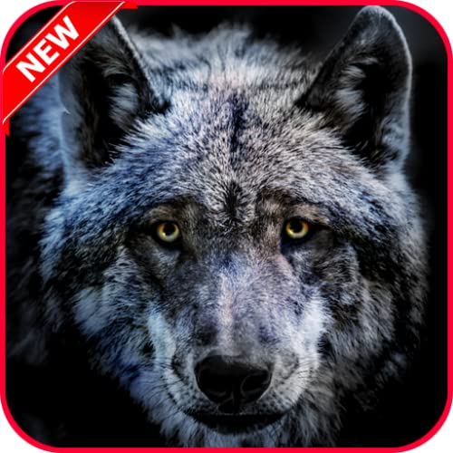 Wolf Wallpaper HD 4K Free