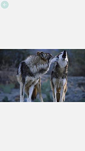 Wolf Wallpaper HD 4K Free