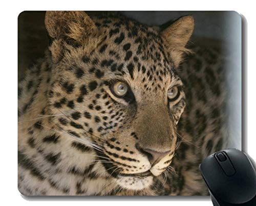 Yanteng El cojín de ratón Leopardo, Gato sudafricano, Salvaje modificó el cojín de ratón para requisitos particulares