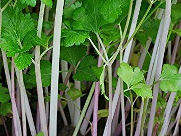 30 Seeds/Pack,Purple stalk celery seeds, vegetable seeds parsley aromatic crispum, celery seed, parsley