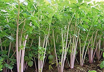 30 Seeds/Pack,Purple stalk celery seeds, vegetable seeds parsley aromatic crispum, celery seed, parsley
