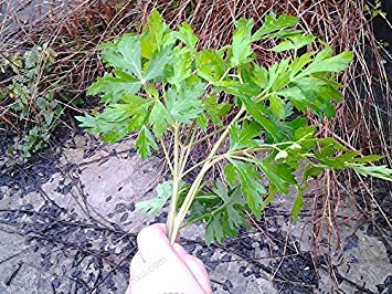 30 Seeds/Pack,Purple stalk celery seeds, vegetable seeds parsley aromatic crispum, celery seed, parsley