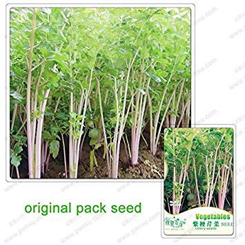 30 Seeds/Pack,Purple stalk celery seeds, vegetable seeds parsley aromatic crispum, celery seed, parsley