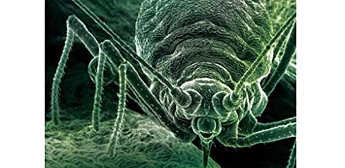 Aphids on the World′s Herbaceous Plants and Shrubs, 2 Volume Set