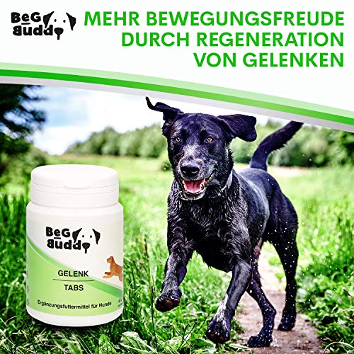BeG Buddy Pastillas articulares para perros – Cápsulas articulares de alta dosis con mejillón verde, garra del diablo MSM, glucosamina, para todas las razas de perros, 100 pastillas