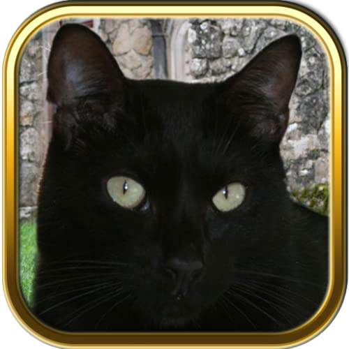 Black Cat Jigsaw Puzzle Games