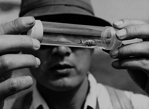 Criterion Collection: Woman In The Dunes (2 Dvd) [Edizione: Stati Uniti] [Italia]