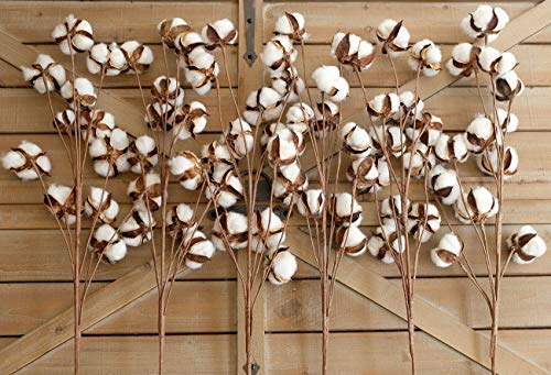 idyllic Tallos de algodón – 31 Pulgadas de Alto – 12 Pernos de algodón por Tallo Real elástico algodón Stalk rústico Floral para decoración del hogar Boda Centro de Mesa Estilo Granja (Pack de 6)