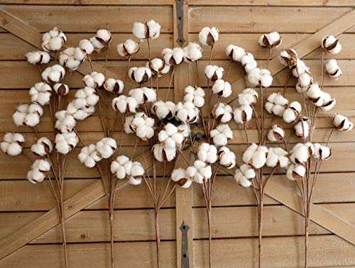 idyllic Tallos de algodón – 31 Pulgadas de Alto – 12 Pernos de algodón por Tallo Real elástico algodón Stalk rústico Floral para decoración del hogar Boda Centro de Mesa Estilo Granja (Pack de 6)