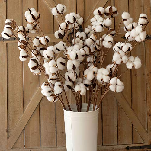 idyllic Tallos de algodón – 31 Pulgadas de Alto – 12 Pernos de algodón por Tallo Real elástico algodón Stalk rústico Floral para decoración del hogar Boda Centro de Mesa Estilo Granja (Pack de 6)