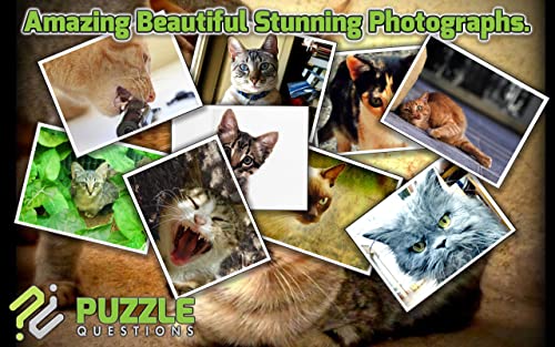 Kitty Cat Jigsaw Puzzle Games