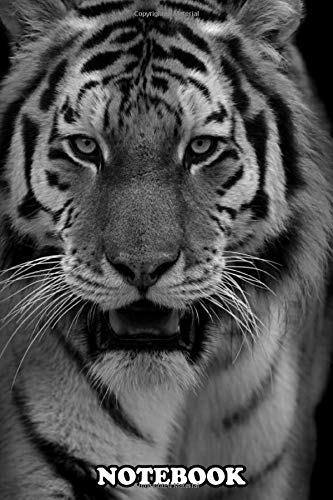 Notebook: Black And White Portrait Of A Tiger Staring Into Your S , Journal for Writing, College Ruled Size 6" x 9", 110 Pages