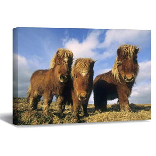 Shetland Pony, Mainland Shetland Islands Canvas Picture Painting Artwork Wall Art Poto Framed Canvas Prints for Bedroom Living Room Home Decoration, Ready to Hanging 8"x12"